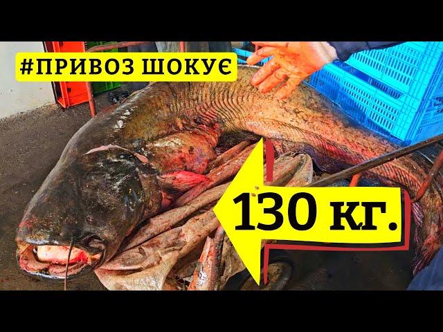 ️ ОДЕСЬКИЙ ПРИВОЗ ШОКУЄ  СОМ ГІГАНТ 130 кг.  КАМБАЛА  КЕФАЛЬ  ОГЛЯД 27.05.2025 