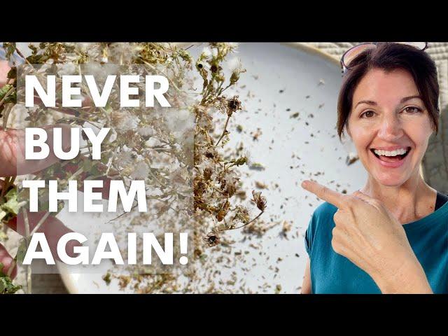 The Easiest Way to Save Lettuce Seeds! / How to Harvest Lettuce Seeds FAST!