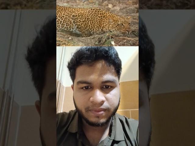 Leopard trying to attacks monkey.   #leopard #monkey #wildlife #attack #jungle #wildanimals