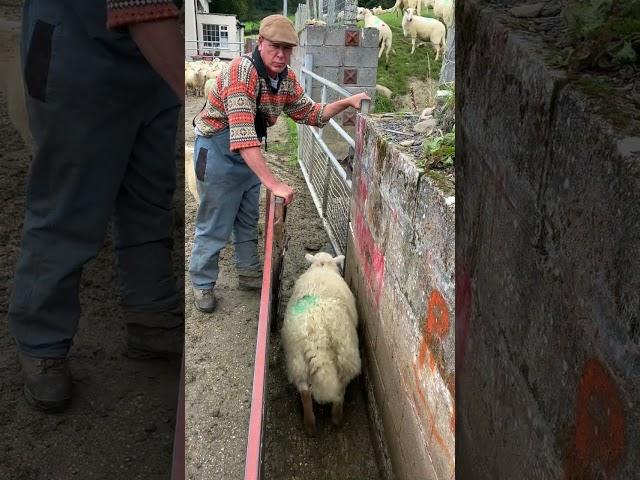 Sorting Ewes and Lambs