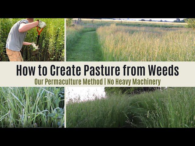 Turning Weeds Into Pasture Without Heavy Machinery: Regenerative | Permaculture