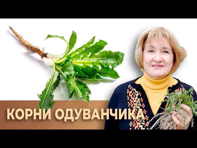 Одуванчик – великий универсал!