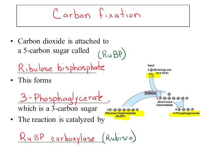 Ch 10 Narrated  powerpoint Part 2  Photosynthesis Calvin Cycle