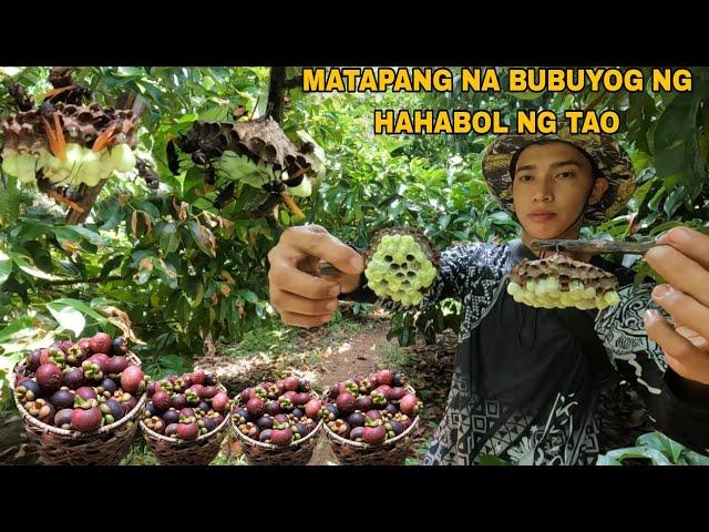 MGA PUNO NG MANGOSTEEN PINAMUGARAN NG BUBUYOG.. PAMIMITAS