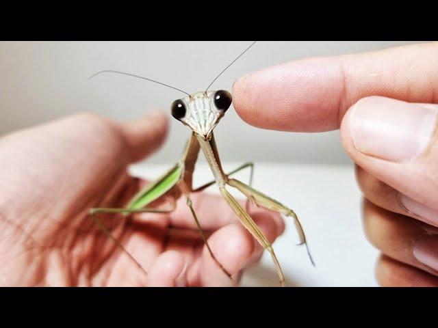 The Process Of Making Friends With The Giant Mantis