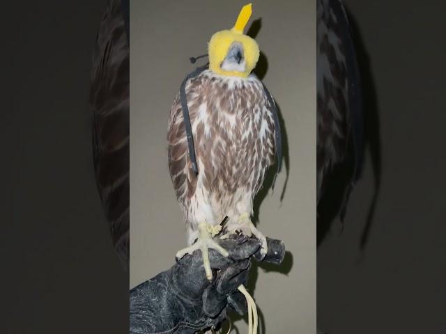 #berkut #birds #nature #wildlife #орёл #goldeneagle #falcon #hawk #harrishawk #ястреб #охотники
