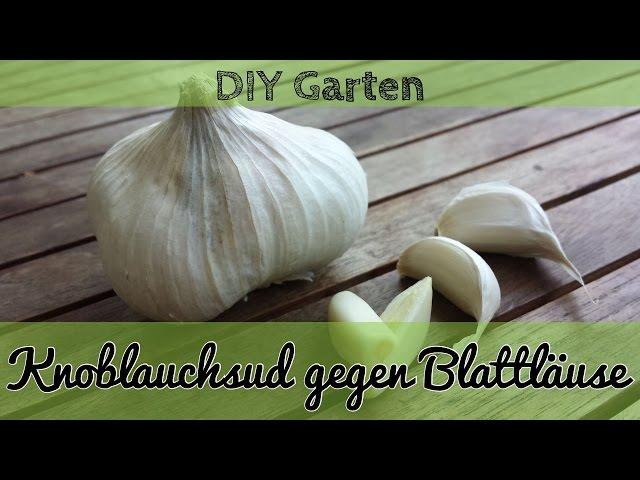 Blattläuse bekämpfen mit Knoblauch - Knoblauchsud gegen Blattläuse