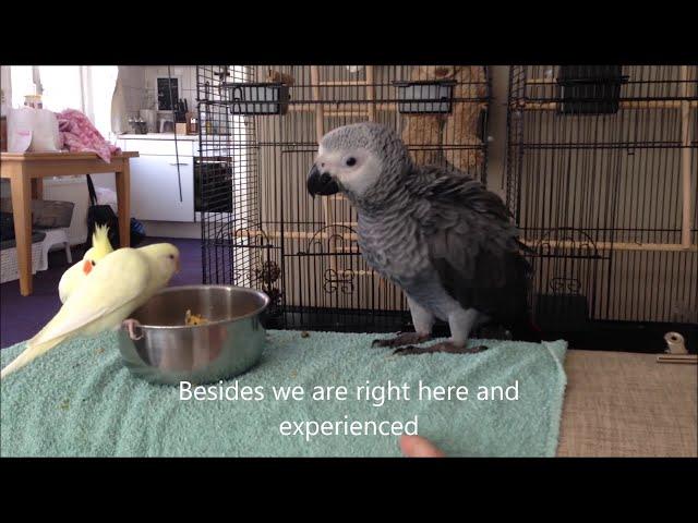 Baby African Grey Parrot's first few weeks