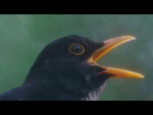 BLACKBIRD SONG