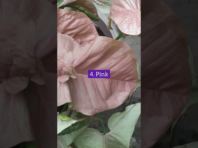 5 types of Syngonium (सिंगोनियम) | Varieties of arrowhead plant I #syngonium #gardeningtips