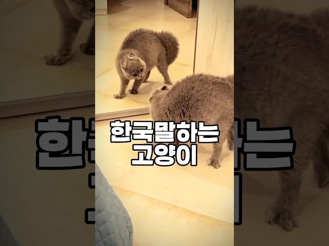 믿을 수 없는 냥이의 한국어 실력!! 대단하다 정말 ! #cats #catshorts #catcute #냥이 #고양이 #고양이한국어 #한국어 #고양이일상