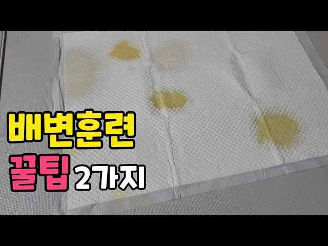 강아지 배변훈련을 더 쉽게 만들어주는 꿀팁 2가지