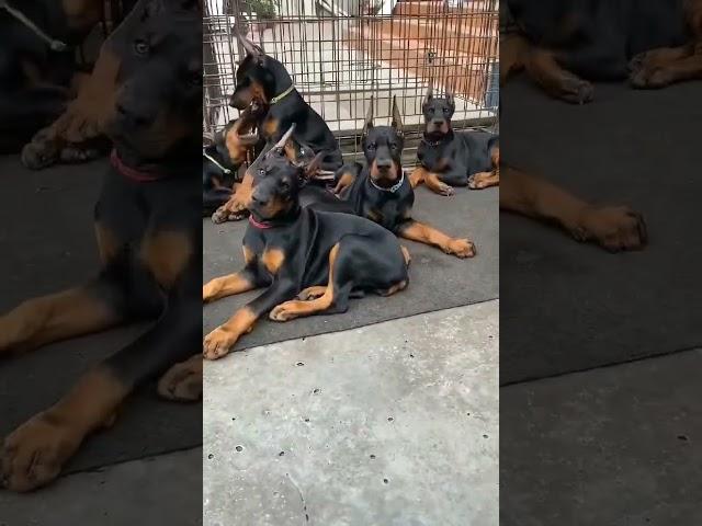 Doberman puppies available mother and father import bloodline puppies available quality speaks