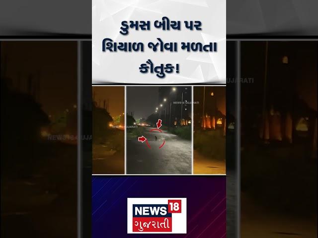 Surat News : ડુમસ બીચ પર શિયાળ જોવા મળતા કૌતુક | Gujarati Samachar  | News18 | N18S #shorts