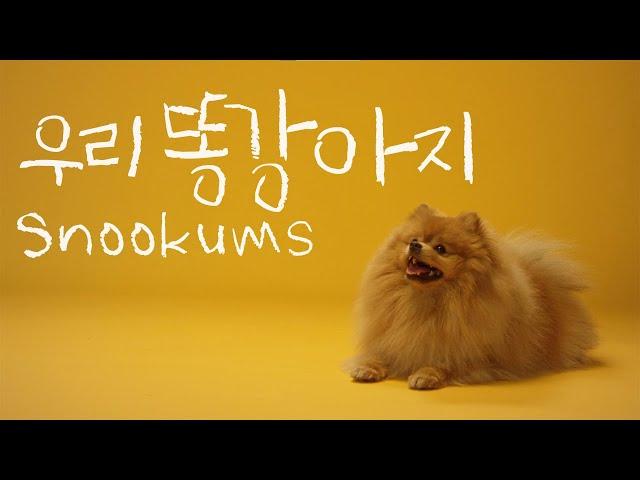 [Royalty Free Music] Snookums (Cute/Funny/Puppy)