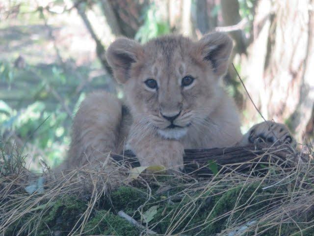 Cotswold Wildlife Park - Lion Cubs!