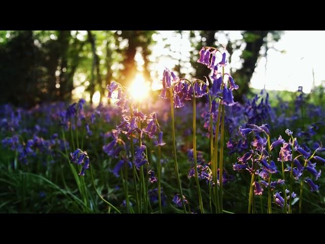 Bluebells in Lion Wood, Norwich