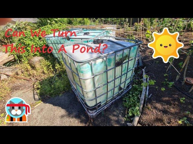 Can I build a Pond from an IBC??