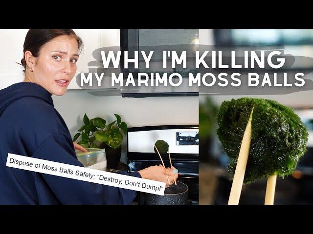 Hidden Danger in Moss Balls | Destroying my Marimo Moss Balls *REUPLOAD*