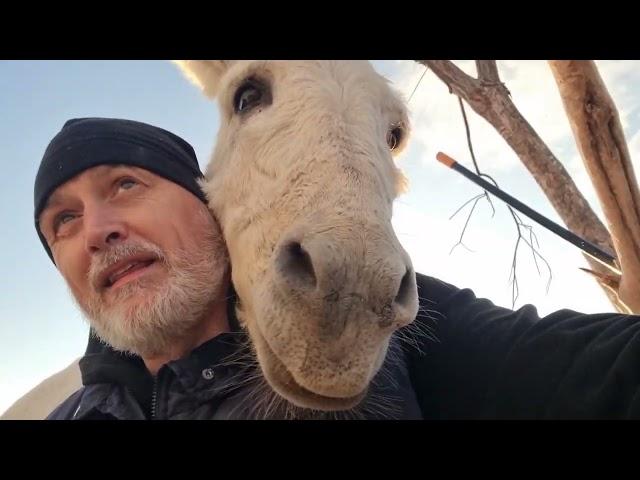 Meditating donkeys