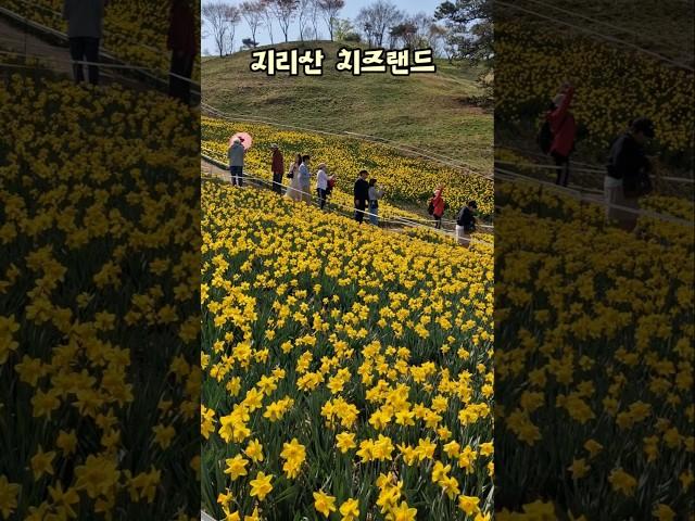 가족, 연인, 친구와 함께 가기좋은곳 지리산 치즈랜드 2025.4.11. #지리산치즈랜드#수선화축제#구례여행#shorts