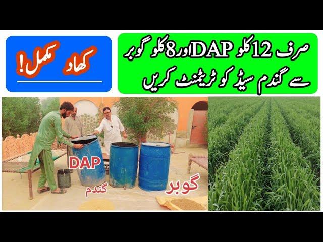 Wheat Seeds Treatments Fertiliser DAP and Gobar Advanced Farming techniques All Crop information..