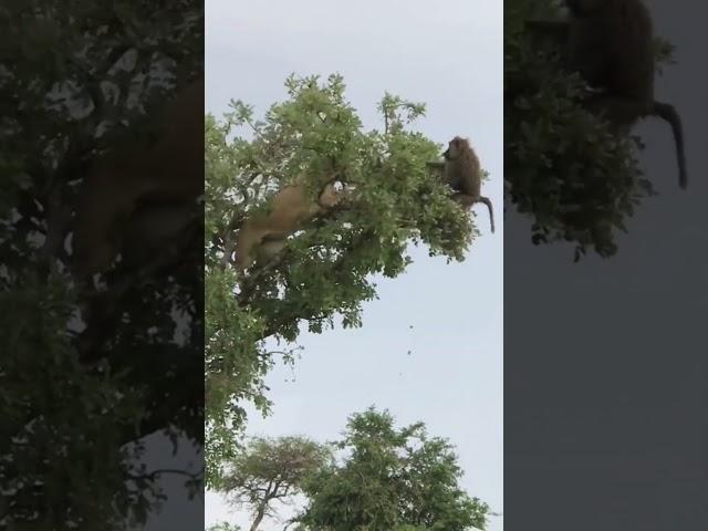 Close Fight | Lion vs Baboon | #shorts