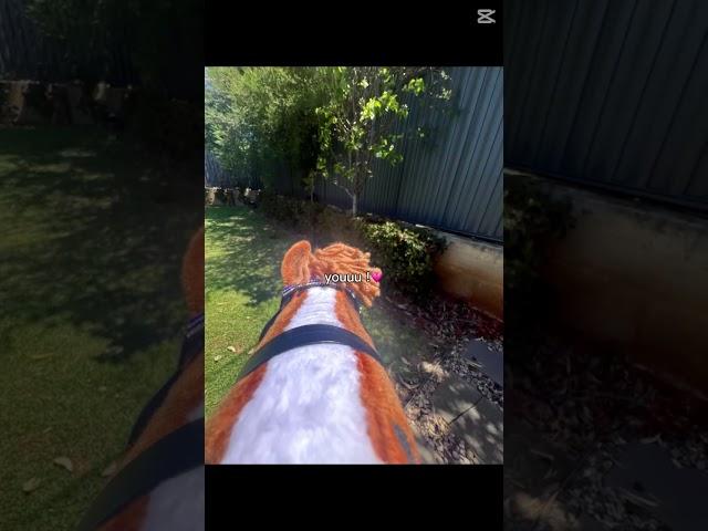 SCOUTYY #HH #hh #fyn #fyo #viral #shorts #viralshorts #cutey #hobbyhorse