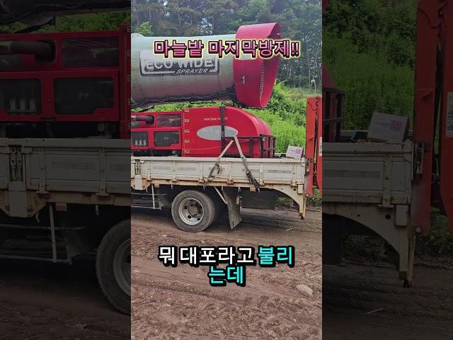 마늘농사피곤하네요~