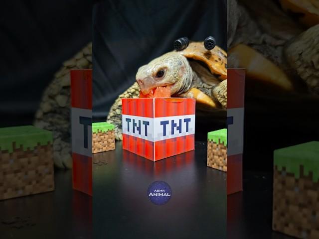 Minecraft ASMR Mukbang Eating TNT  Turtle Tortoise