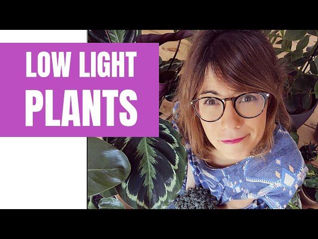 Shade loving indoor plants - plants that grow in shade