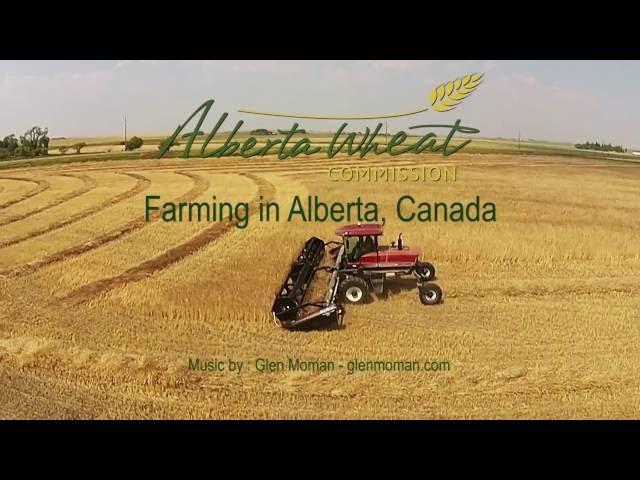 Alberta Wheat - Farming Alberta