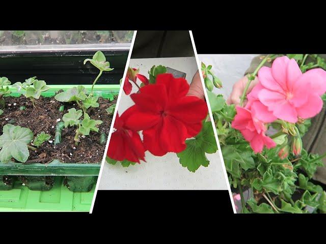 Overwintering Geraniums And Taking Cuttings.