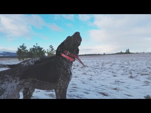 Pheasant Hunting with Bird Dogs - Bonus Grouse! S2