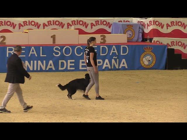 FCI World Championship Obedience 2023 – Christine Hahn/Wings of Hope Eternal Hero - Finals