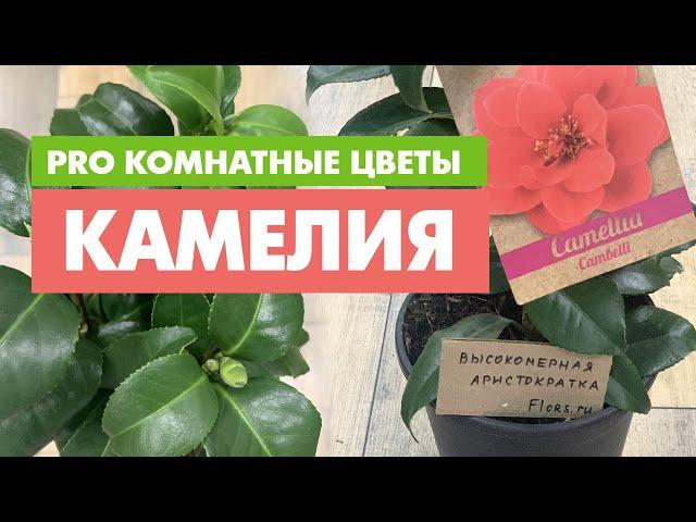 Комнатное растение Камелия и уход за ней | Как ублажить капризную красотку - с ней можно подружиться