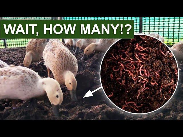 Why We’re Raising HALF-A-MILLION WORMS For 50 Ducks