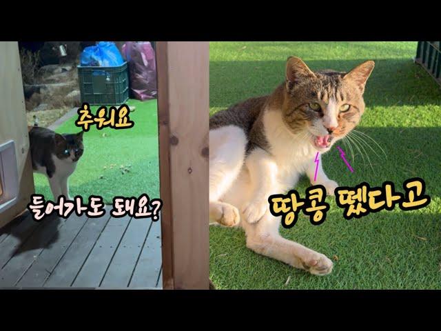 몽둥이로 때려도 들어오는 뻔뻔한 고양이 , 결국…