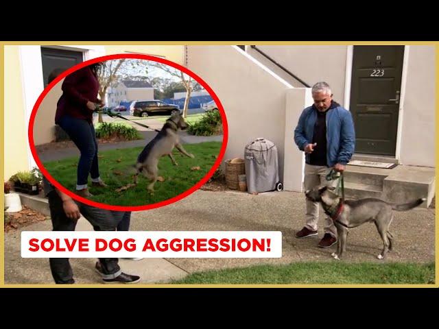 How to Solve Dog Aggression | Dog Nation