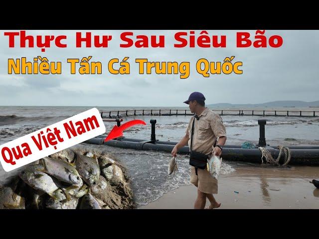 Sự Thật Hiện Trường Về  Nhiều Tấn Cá Trung Quốc Sau Bão Trôi Sang Việt Nam ?