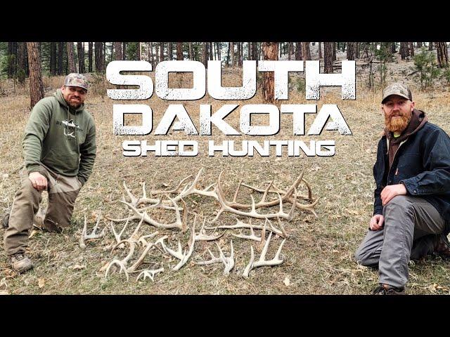 21 ANTLERS on a SHED HUNTING TRIP to SOUTH DAKOTA  with ANDY HOLSCLAW