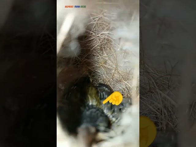 Burung sogon liar bikin sarang dirumah