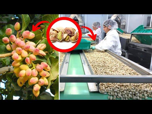 How Are Pistachios Grown And Harvested? Cultivation Of Pistachios And Harvesting Machine