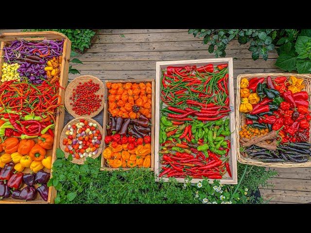 How I grew peppers in a backyard garden with insane harvest and what we did to preserve them