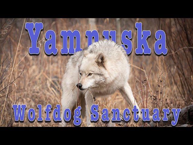 Yamnuska Wolfdog  Sanctuary