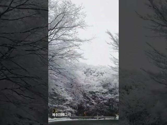 제주1100도로