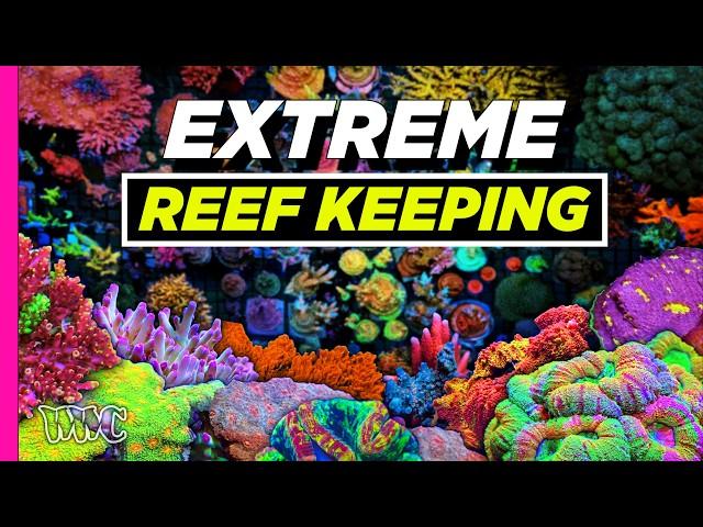 Meet the Ultimate Coral Collector | The Pinnacle of Hardcore Reef Keeping