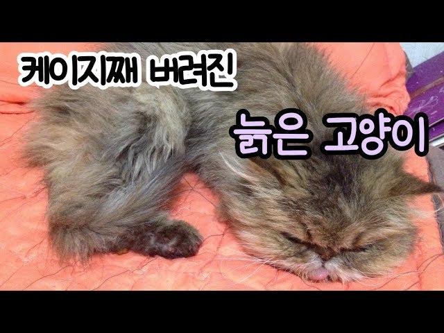 케이지째 버려진 늙은고양이.  Abandoned old cat in cage.