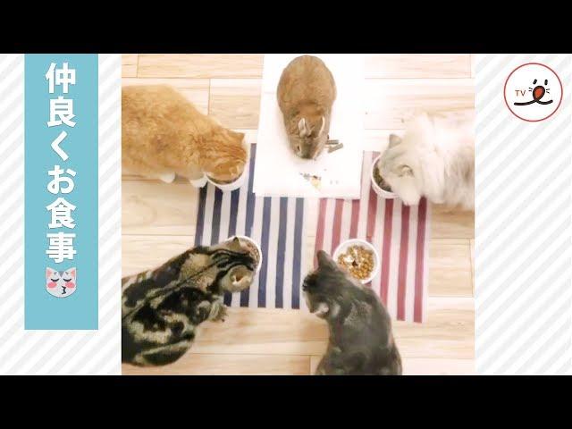 みんなでお食事 お隣のご飯の方が気になる猫さん【PECO TV】