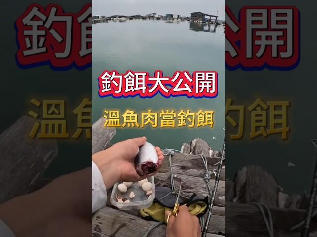 溫魚肉餌這樣用才有效！筏釣高手教你正確掛法